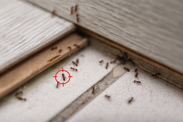Whitesburg, KY Pest Control Company