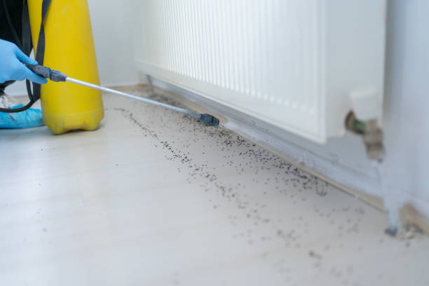 Best Flea Control Services  in Whitesburg, KY